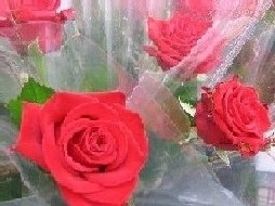 Sant Jordi